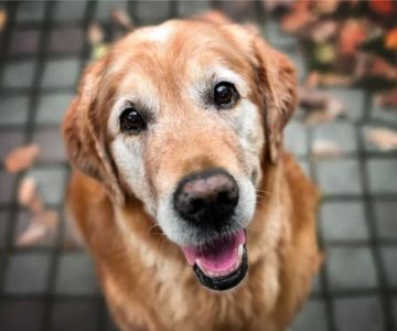 How to Help My Dog Stay Healthy as It Ages: Tips for Senior Dog Care