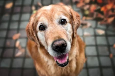 How to Help My Dog Stay Healthy as It Ages: Tips for Senior Dog Care