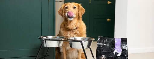 What Should I Feed My Senior Dog: A Complete Guide to Senior Dog Nutrition