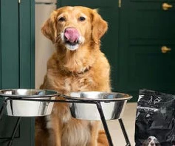 What Should I Feed My Senior Dog: A Complete Guide to Senior Dog Nutrition