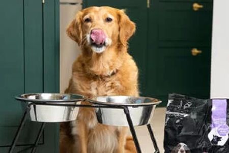 What Should I Feed My Senior Dog: A Complete Guide to Senior Dog Nutrition