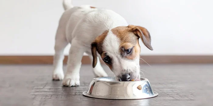 What Food Should I Feed My Puppy? Complete Guide to Puppy Nutrition