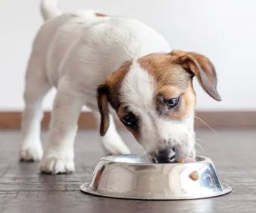 What Food Should I Feed My Puppy? Complete Guide to Puppy Nutrition
