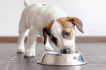 What Food Should I Feed My Puppy? Complete Guide to Puppy Nutrition