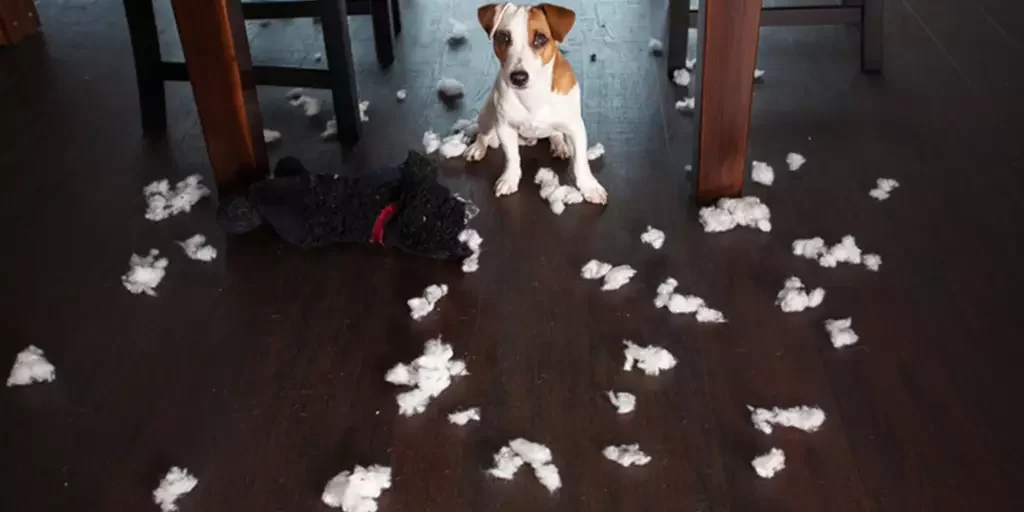 What Should I Do If My Dog Eats Something Sharp? Immediate Actions You Should Take