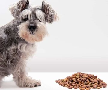What to Do if Your Dog Refuses to Eat: Causes, Solutions, and Tips