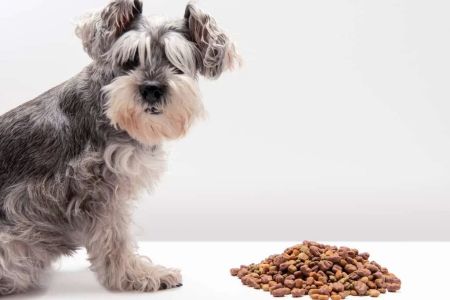 What to Do if Your Dog Refuses to Eat: Causes, Solutions, and Tips