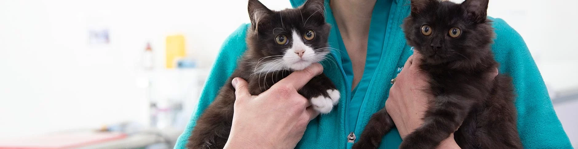 Affordable Veterinary Services for Pets: High-Quality Care at a Budget-Friendly Price