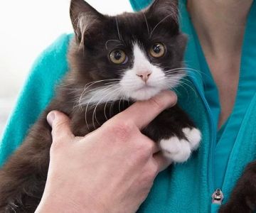 Affordable Veterinary Services for Pets: High-Quality Care at a Budget-Friendly Price