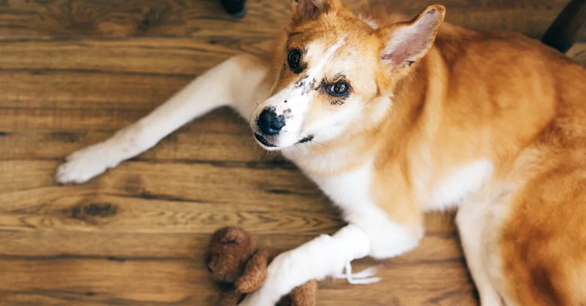 What to Do If My Dog Has a Hot Spot: A Complete Guide to Treatment and Prevention