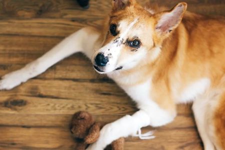 What to Do If My Dog Has a Hot Spot: A Complete Guide to Treatment and Prevention