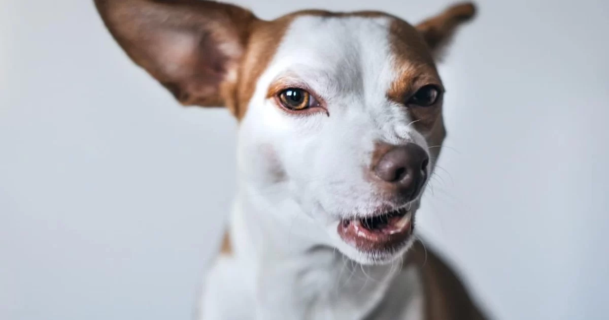 How to Handle an Aggressive Dog at the Vet: Tips and Strategies