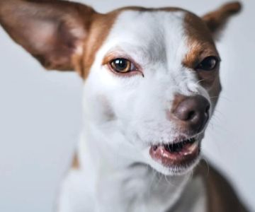How to Handle an Aggressive Dog at the Vet: Tips and Strategies