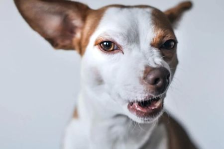 How to Handle an Aggressive Dog at the Vet: Tips and Strategies