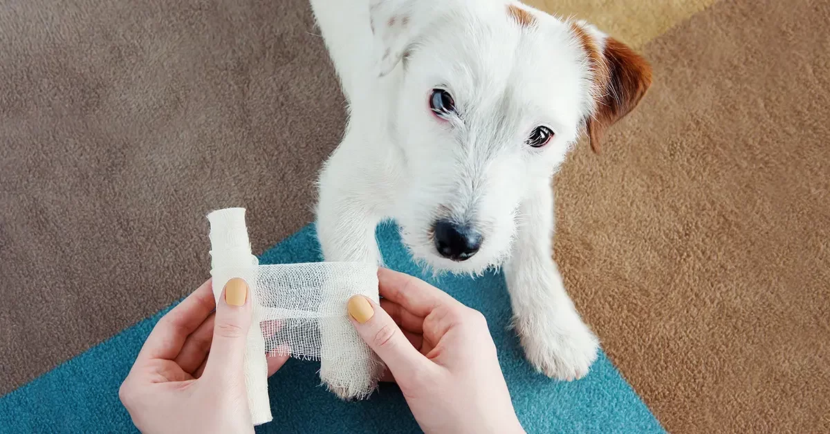 What to Do If My Dog Gets Bitten by Another Dog: Step-by-Step Guide to Treatment