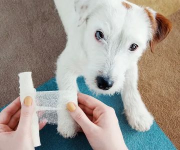 What to Do If My Dog Gets Bitten by Another Dog: Step-by-Step Guide to Treatment