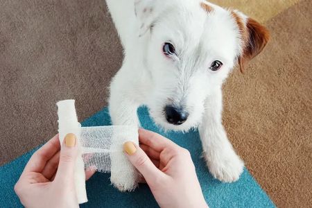 What to Do If My Dog Gets Bitten by Another Dog: Step-by-Step Guide to Treatment