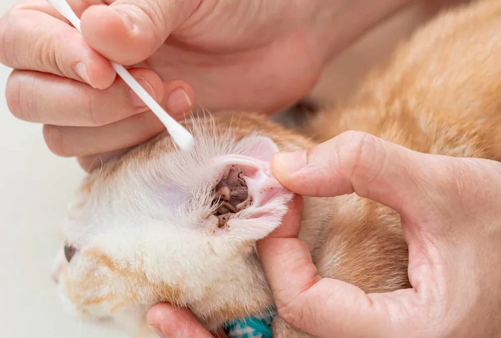 How to Treat a Dog’s Ear Mites: Effective Methods and Solutions