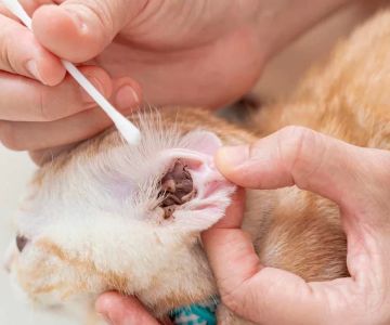 How to Treat a Dog’s Ear Mites: Effective Methods and Solutions