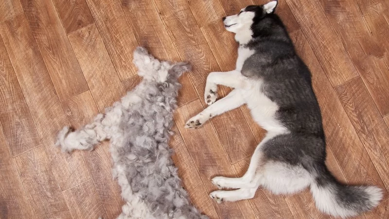 Why is My Dog Excessively Shedding? Common Causes and Effective Solutions
