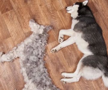 Why is My Dog Excessively Shedding? Common Causes and Effective Solutions