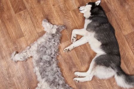 Why is My Dog Excessively Shedding? Common Causes and Effective Solutions