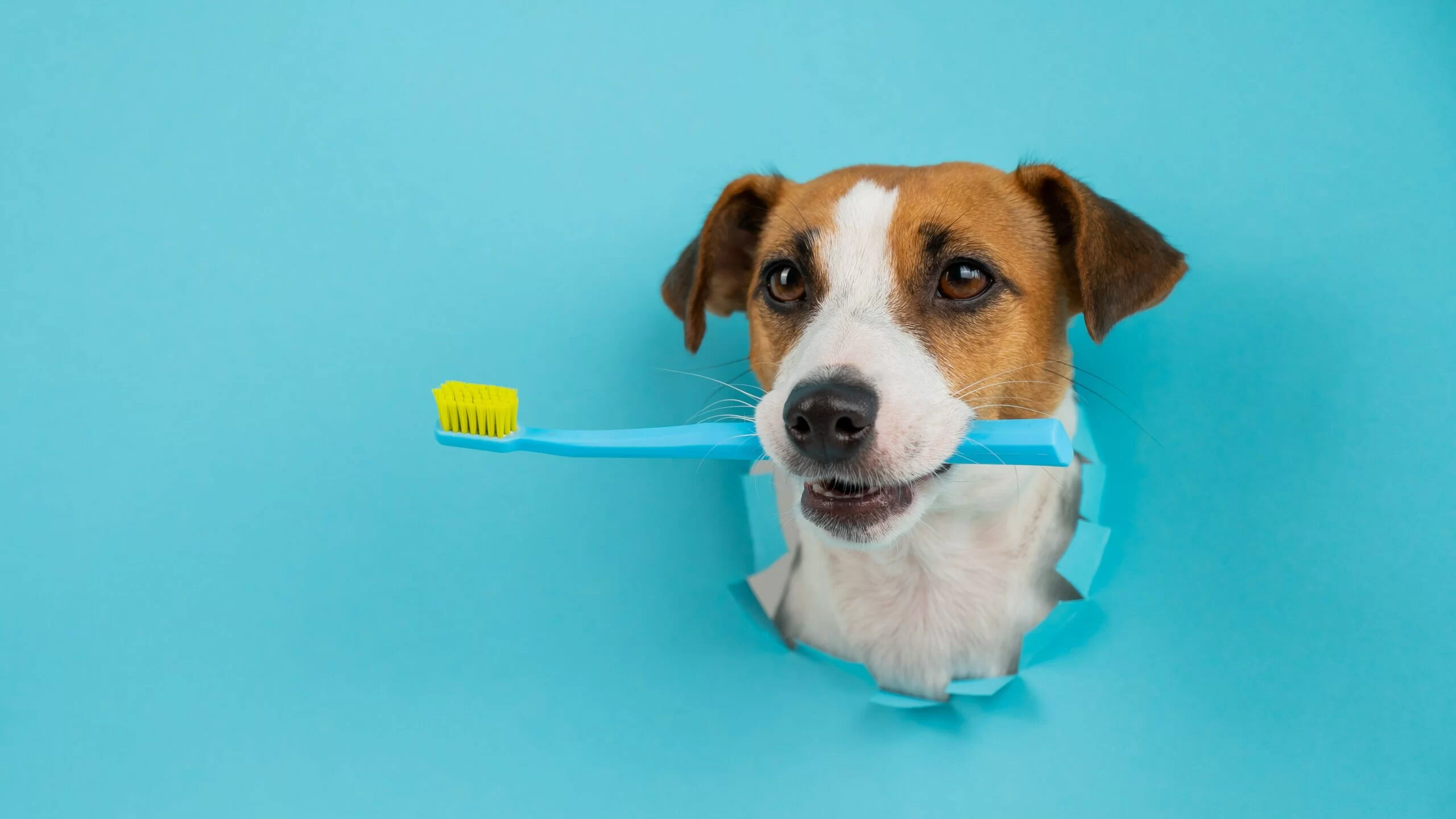 How to Treat a Dog’s Bad Breath: Causes, Treatments, and Tips