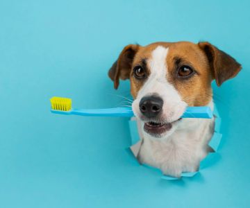 How to Treat a Dog’s Bad Breath: Causes, Treatments, and Tips