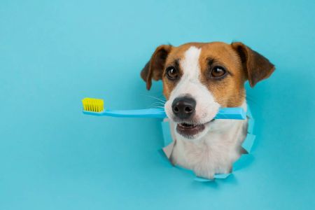 How to Treat a Dog’s Bad Breath: Causes, Treatments, and Tips