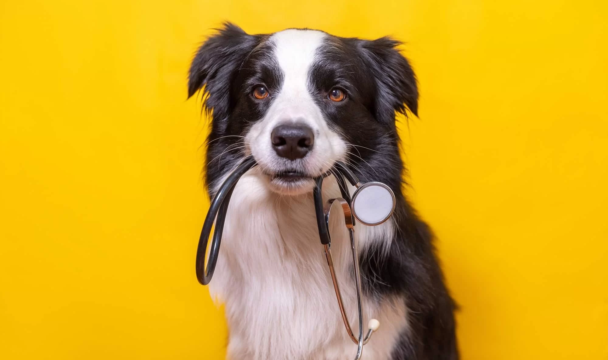 Best Way to Handle a Pet Emergency: Essential Tips for Pet Owners