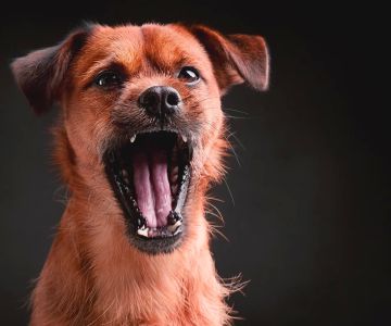 How to Train a Dog Not to Bark at Night: Proven Tips and Solutions