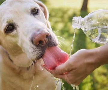 What to Do If My Pet is Showing Signs of Severe Dehydration: A Complete Guide