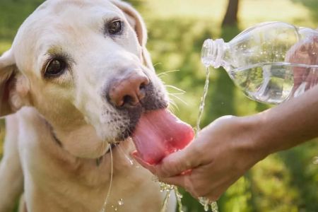 What to Do If My Pet is Showing Signs of Severe Dehydration: A Complete Guide