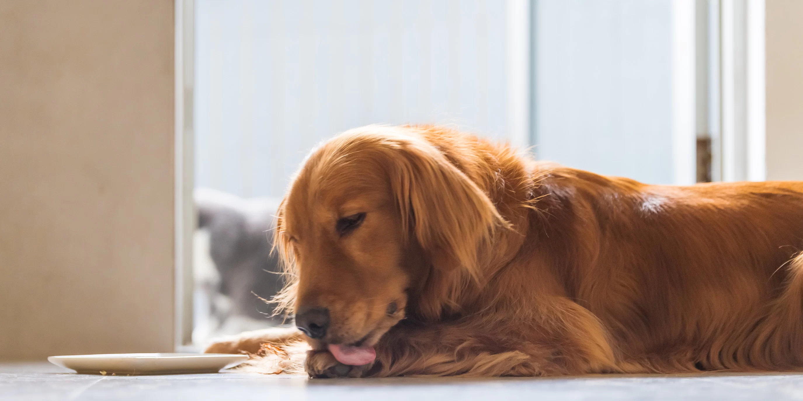 Why Does My Dog Keep Licking Its Paws? Understanding the Causes and Solutions