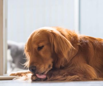 Why Does My Dog Keep Licking Its Paws? Understanding the Causes and Solutions