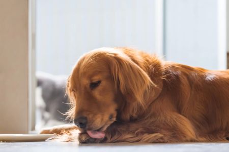 Why Does My Dog Keep Licking Its Paws? Understanding the Causes and Solutions