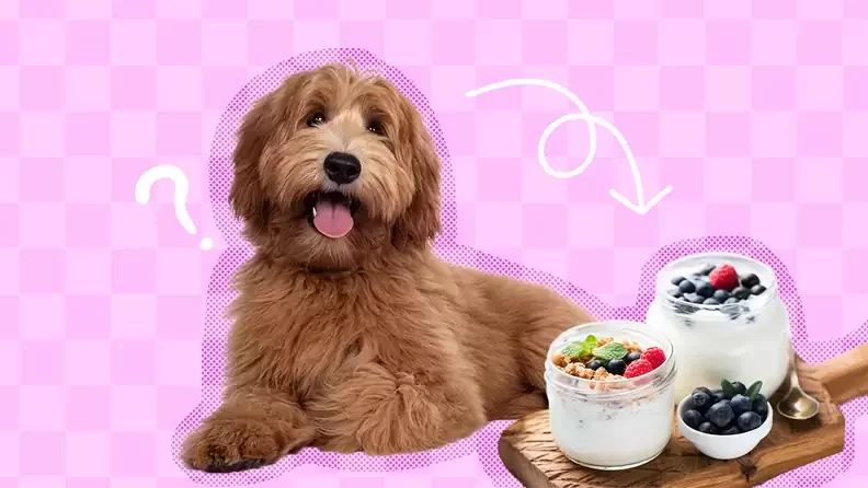 Can I Give My Dog Yogurt for an Upset Stomach? Understanding the Benefits and Risks
