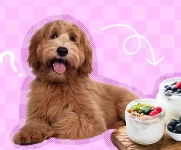 Can I Give My Dog Yogurt for an Upset Stomach? Understanding the Benefits and Risks