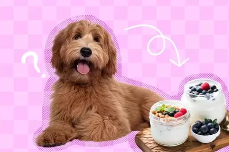 Can I Give My Dog Yogurt for an Upset Stomach? Understanding the Benefits and Risks