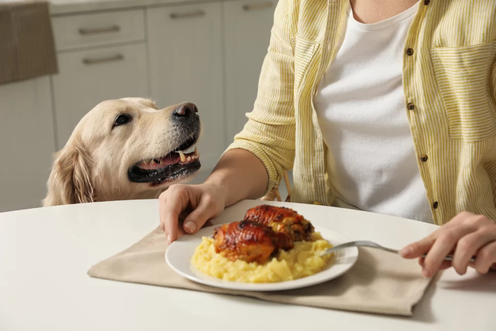 How to Stop a Dog from Begging for Food: Practical Tips and Solutions