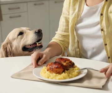 How to Stop a Dog from Begging for Food: Practical Tips and Solutions
