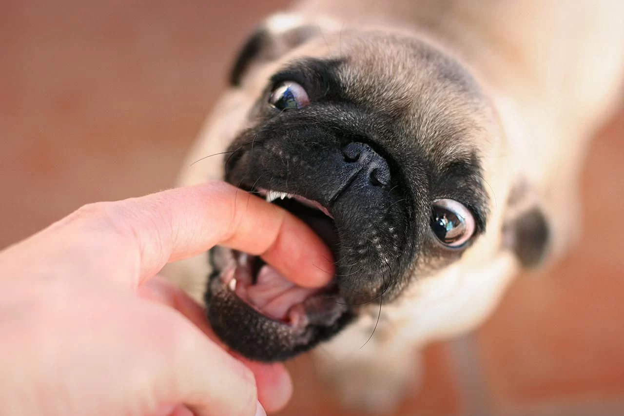 How Do I Train My Dog Not to Bite? Essential Tips and Techniques