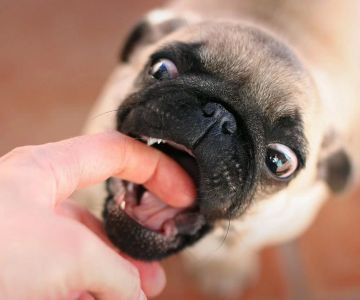 How Do I Train My Dog Not to Bite? Essential Tips and Techniques