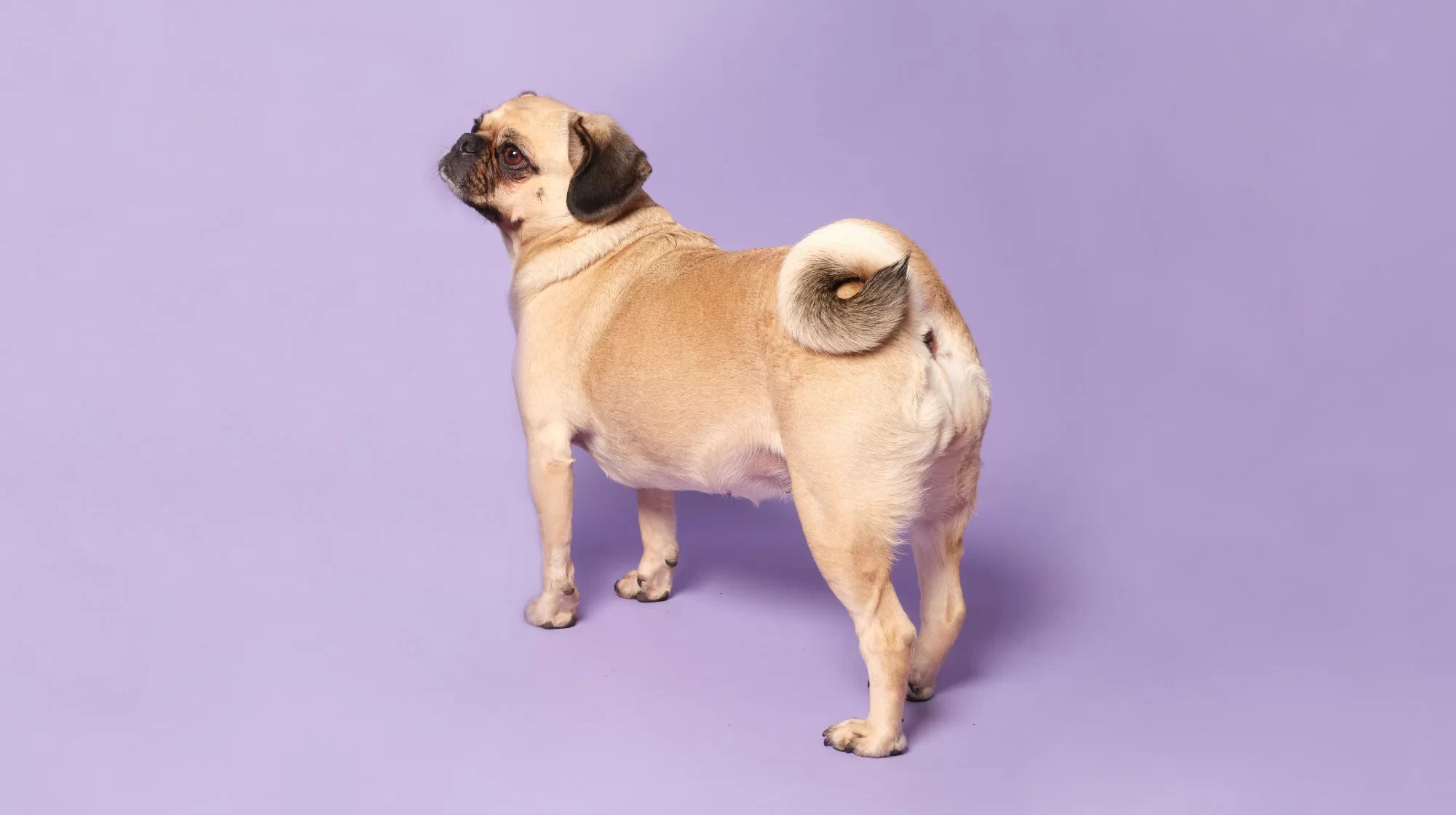 How to Treat a Dog’s Anal Gland Problem: Effective Solutions for Your Pet’s Health