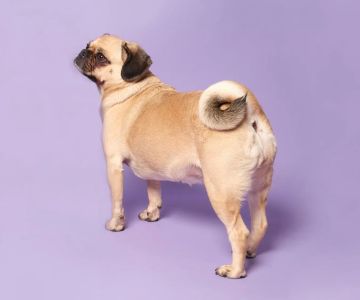 How to Treat a Dog’s Anal Gland Problem: Effective Solutions for Your Pet’s Health