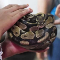 How to Keep Your Pet Snake Healthy: Essential Tips for Snake Care
