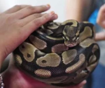 How to Keep Your Pet Snake Healthy: Essential Tips for Snake Care