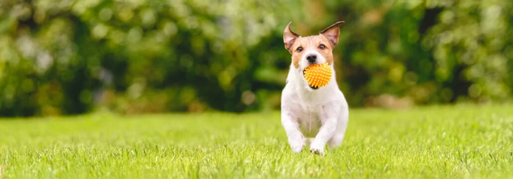 Preventing Pet Infections: Essential Tips for Keeping Your Pet Healthy and Safe