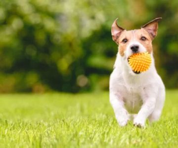 Preventing Pet Infections: Essential Tips for Keeping Your Pet Healthy and Safe