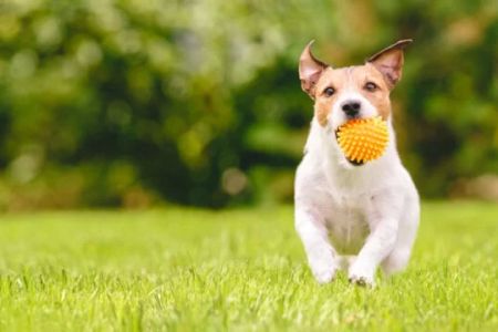 Preventing Pet Infections: Essential Tips for Keeping Your Pet Healthy and Safe